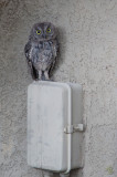Birds Around Our Home