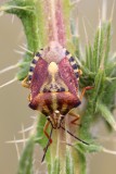 Pentatome des baies Dolycoris baccarum