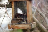 Scoop du week-end : Une petite souris sinvite sur la mangeoire des oiseaux de notre jardin