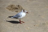 Mouette rieuse sur la plage de Villers sur mer