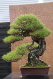 Pin rouge du Japon (Pinus Densiflora)