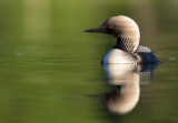 Pacific Loon