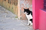 A Black And White Cat In Colorful Burano