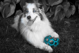 Doesnt Every Dog Have A Ball That Matches Their Eyes?