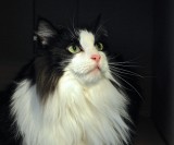 The Marilyn Monroe Of The Cat World