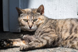 Barn Cat