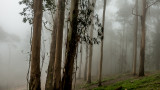 Misty Woods Around the Convent