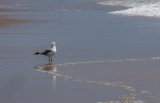 Watching the Tide Roll In