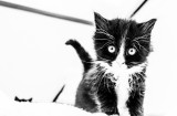 Kartoon Kitty