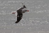 Dolphin gull 