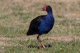 Pukeko 