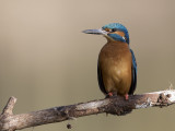 Common Kingfisher