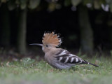 Hoopoe