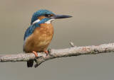 Common Kingfisher