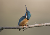 Common Kingfisher