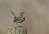 Bluethroat