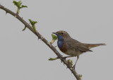 Bluethroat