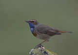 Bluethroat