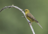 Yellowhammer