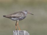 Common Redshank