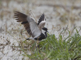 Spur-winged Lapwing