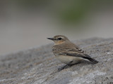 Northern Wheatear