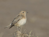 Pied Wheatear