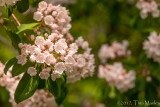 Mountain Laurels