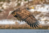 Sea Eagle, Launching!
