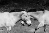 Przewalsky's Wild Horse