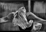 bex_crow_001.jpg