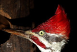 Deep Passion original_woodpeckpil4499b_Pileated Woodpecker