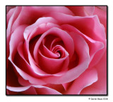 Indoor Rose