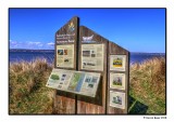 Tentsmuir Point