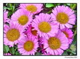 Aspen Daisies