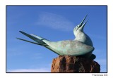 Green Tern