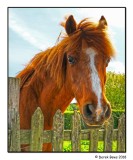 The Ginger Horse