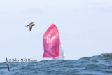 Wedge-tailed Shearwater