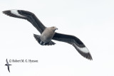 South-polar Skua