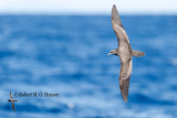 Wedge-tailed Shearwater