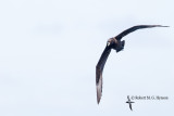 Black petrel