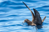 Wedge-tailed shearwater