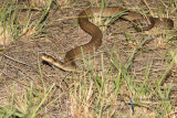 Rough scaled snake