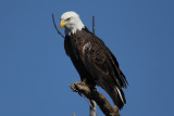 bald eagle 207cs2.jpg