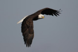 bald eagle 636cs2.jpg