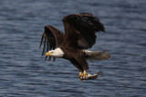 bald eagle 833cs2.jpg