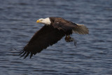 bald eagle 835cs2.jpg