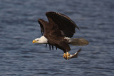 bald eagle 836cs2.jpg