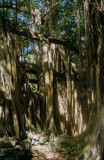 08C-25 Spooky Banyan Tree
