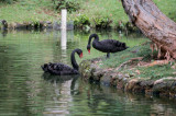 48C-22 Black Swans